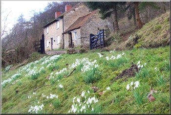 Signs of spring - snowdrops in full flower