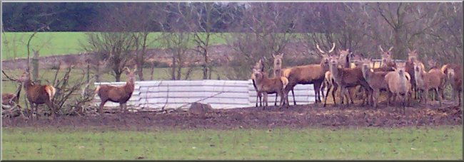 Herd of farmed red deer near the A170