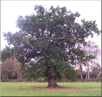 A 250 year old oak