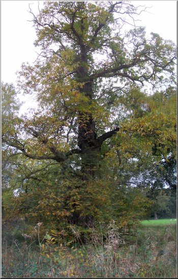 Sweet Chestnut tree in Ray Wood