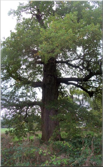 Another old oak tree in Ray Wood