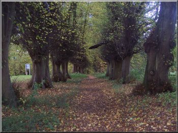 Footpath under the lime trees beside the avenue at Castle Howard