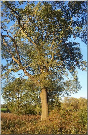A younger oak tree near the car park