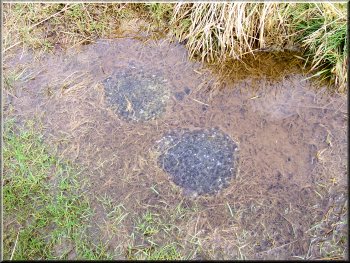 Frogspawn in a puddle by the path