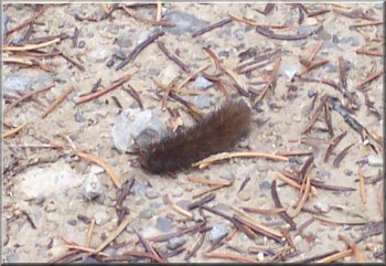 Hairy caterpillar on the track