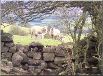 Ewes and their spring lambs