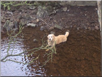 Golden Retriever enjoying a river bath despite the chilly temeratures