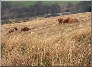 Highland cattle on the climb up from Arkleside