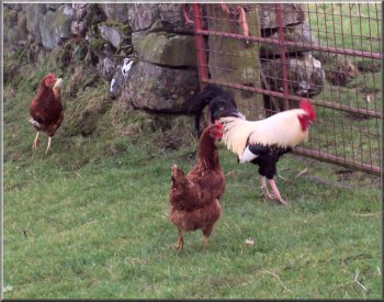I love to see hens strutting about - these were in West Scrafton