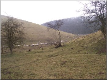 Looking back into Brubber Dale