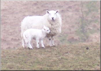 Texel type ewe with its new lamb on the edge of Thixen Dale