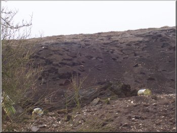 Rat colony in an old tip on the edge of Fridaythorpe