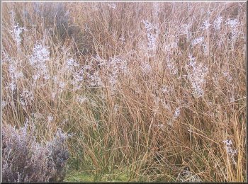 Moorland grasses topped with frost