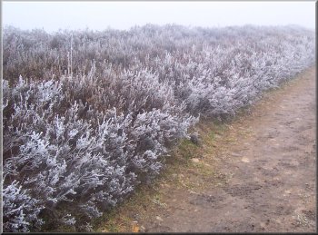 Frost on the heather by the tack back to the Whitby road