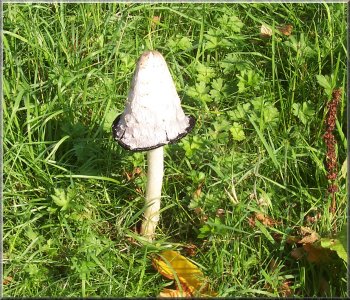 A lovely example of the Shaggy Ink Cap
