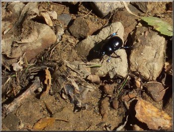 A humble dung beetle, but where would we be without them?
