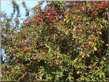Autumn berries - haws and sloes