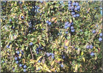 Autumn berries - a lovely crop of sloes