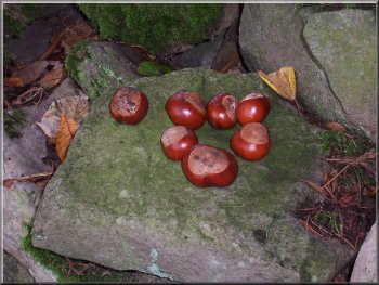 Some conkers I collected for my grandson