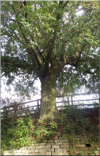A 200 year old oak tree next to the road