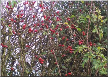 More Autumn fruits - Rose Hips