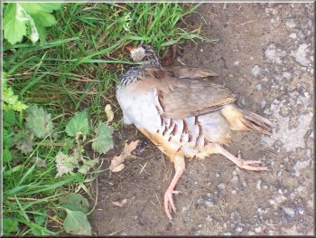 A partridge hit by a car - such lovely plumage