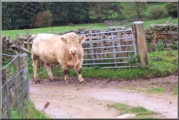 Charolais bull I met on the track above the river Seven near Rosedale Abbey