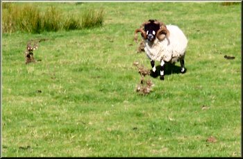 A tupp with a fine pair if horns - I think its a Dalesbred, not the usual Swaledale that we see here