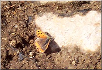 A Small Copper- a  pretty little butterfly