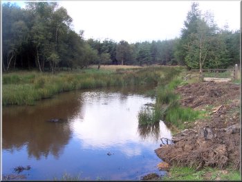 Pond in Timble Ings woods