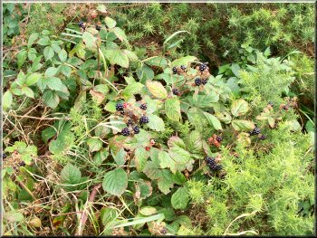 Blackberries - there was a bumper crop of them all along our route