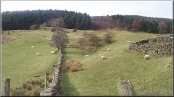 Typical sheep pasture in Bilsdale