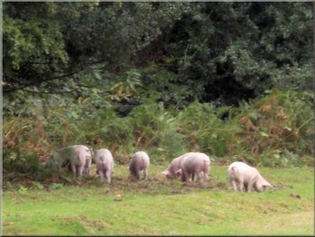 Pigs foraging for acorns