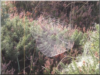 Cob-web catching the morning dew