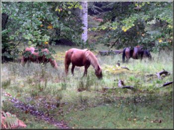 Ponies grazing by the path near Bolderwood