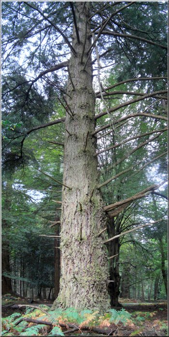 A huge spruce tree