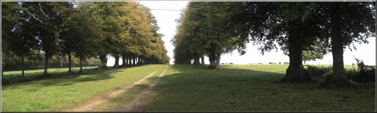 Avenue of limes leading to Hale House