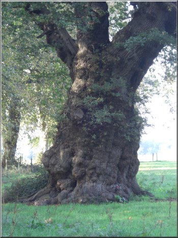 Ancient oak in the grounds of Hale House