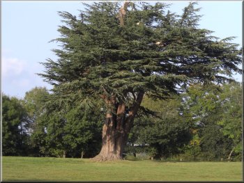 Impressive cedar in the grounds of Hale House