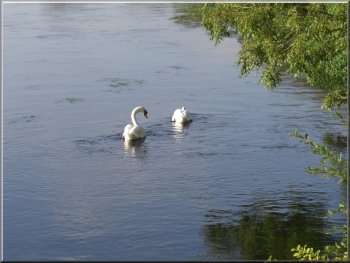 Swans on the River Avon