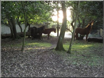 Ponies on the lane at Woodgreen