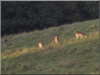 Distant fallow deer as we climbed up Higherend Farm