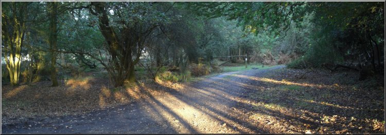 Evening sunlight through the trees as we returned to the car park