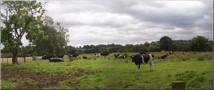 Dairy cattle grazing by the track