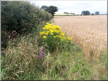 Large clump of Ragwort at the field edge