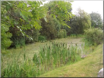 Village pond in Sicklinghall 