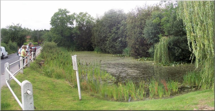 Village pond in Sicklinghall 