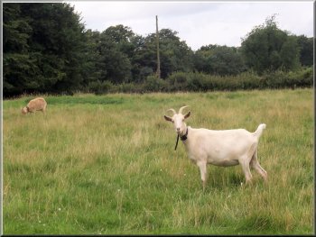 Goats at Stockeld Grange 