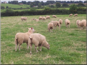 Sheep at Stockeld Grange 