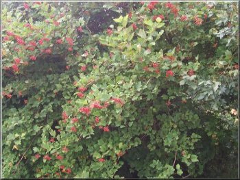 Red berries on the Guilder Rose